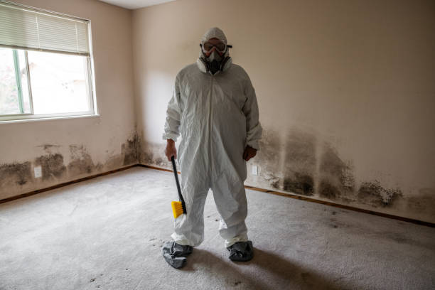 Home Mold Removal in River Heights, UT